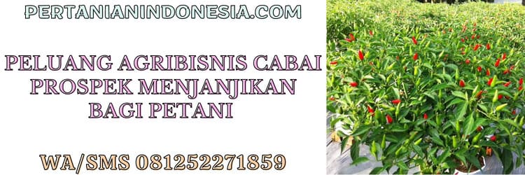 peluang,agribisnis,cabai,agrobisnis,cabe